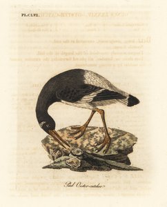 Eurázsiai vagy lábos laskagomba, Haematopus ostralegus. Kézi színű rézlemez, amelyet John Latham rajzolt és metszett a madarak általános története című művéből, Winchester alkotó: John Latham