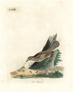Eurázsiai nyák, Jynx torquilla (Junx torquilla). Kézi színű rézlemez, amelyet John Latham rajzolt és vésett a madarak általános története című művéből, Winchester alkotó: John Latham