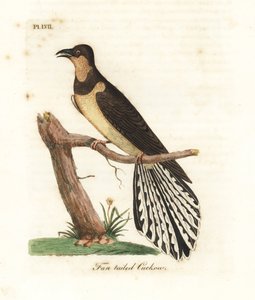 Legyezőfarkú kakukk, Cacomantis flabelliformis (Legyesfarkú kakukk, Cuculus flabelliformis). Kézi színű rézlemez, amelyet John Latham rajzolt és metszett a madarak általános története című művéből, Winchester alkotó: John Latham