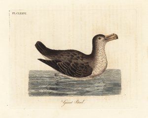 Óriássárga, Macronectes giganteus (Precellaria gigantea néven, Procellaria gigantea hibája). Kézi színű rézlemez, amelyet John Latham rajzolt és vésett a madarak általános története című művéből, Winchester alkotó: John Latham