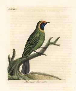 Aranyhomlokú levélmadár, Chloropsis aurifrons. (Hurruwa gyurgyalag, India.) John Latham által rajzolt és metszett, kézzel festett rézlemez, A madarak általános története című művéből, Winchester alkotó: John Latham