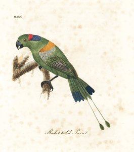 Aranyköpenyes ütőfarkú, Prioniturus platurus (ütőfarkú papagáj). Kézi színű rézlemez, amelyet John Latham rajzolt és metszett a madarak általános története című művéből, Winchester alkotó: John Latham