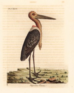 Nagyobb adjutáns, Leptoptilos kétséges. Veszélyeztetett. (Gigantikus daru, Ardea argala.) John Latham által rajzolt és metszett, kézzel festett rézkarc, A madarak általános története című művéből, Winchester