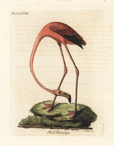 Nagy flamingó, Phoenicopterus roseus, vagy amerikai flamingó, Phoenicopterus ruber (Red flamingo, Phaenicopterus ruber). Kézi színű rézlemez, amelyet John Latham rajzolt és metszett a madarak általános története című művéből, Winchester alkotó: John Latham