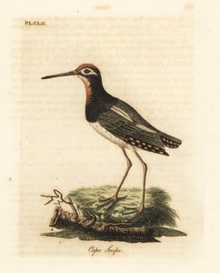 Nagy snipe, Rostratula benghalensis (Cape snipe, Scolopax capensis). Kézi színű rézlemez, amelyet John Latham rajzolt és metszett a madarak általános története című művéből, Winchester alkotó: John Latham