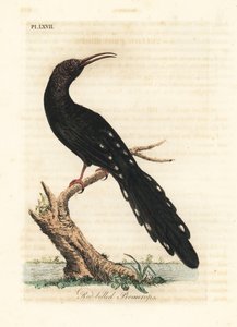 Zöld erdei hurka, Phoeniculus purpureus (vöröscsőrű promerops, Upupa erythrorynchos). Kézi színű rézlemez, amelyet John Latham rajzolt és metszett a madarak általános története című művéből, Winchester