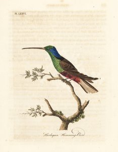 Harlekin kolibri, Trochilus többszínű. Készített példány a British Museumban. Kézi színű rézlemez, amelyet John Latham rajzolt és metszett a madarak általános története című művéből, Winchester alkotó: John Latham