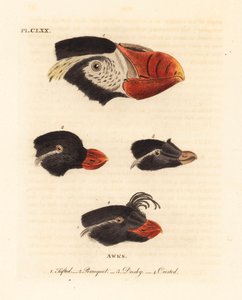 Fratercula cirrhata 1, papagáj, Aethia psittacula 2 és tarajos lundák, Aethia cristatella 3,4 fejei. (Bottyás awk, Alca cirrhata 1, Parrot awk, Alca psittacula 2, Dusky awk, Alca tetracula 3 és Crested awk, Alca cristatella alkotó: John Latham