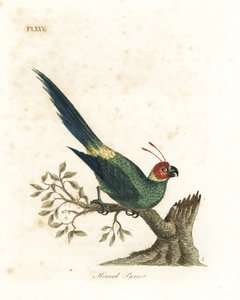 Szarvas papagáj, Eunymphicus cornutus. Sebezhető (szarvú papagáj, Psittacus bisetis.) Kézi színű rézlemez, amelyet John Latham rajzolt és vésett a madarak általános története című művéből, Winchester