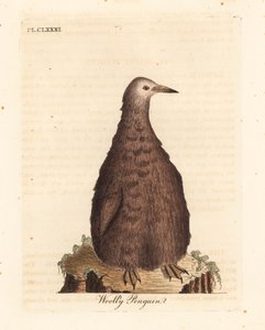 Királypingvin, Aptenodytes patagonicus, fiatal (gyapjas pingvin). Kézi színű rézlemez, amelyet John Latham rajzolt és vésett a madarak általános története című művéből, Winchester