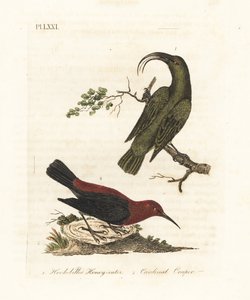Kisebb akialoa, Hemignathus obscurus (kihalt) és kardinális myzomela, Myzomela cardinalis. (Korgos csőrű zöld mézevő, Certhia obscura, őshonos Hawaii, és bíboros mézevő, Certhia cardinalis, őshonos Tanna, Vanuatu.) Kézi színű rézlemez alkotó: John Latham
