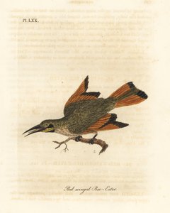 Kis gyurgyalag, Merops pusillus (Vörös szárnyú gyurgyalag, Merops erythropterus). Afrika. Kézi színű rézlemez, amelyet John Latham rajzolt és metszett a madarak általános története című művéből, Winchester alkotó: John Latham