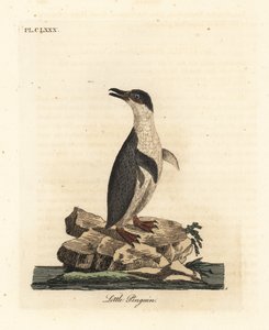 Kis pingvin, Eudyptula minor, vagy fehér békalábú pingvin, Eudyptula minor albosignata (Aptenodytes minor). Kézi színű rézlemez, amelyet John Latham rajzolt és vésett a madarak általános története című művéből, Winchester alkotó: John Latham