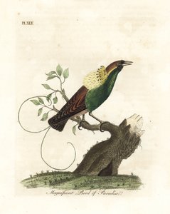 Csodálatos paradicsommadár, Diphyllodes magnificus (Paradisea magnifica). Kézi színű rézlemez, amelyet John Latham rajzolt és metszett a madarak általános története című művéből, Winchester alkotó: John Latham