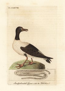 Szarkalúd, Anseranas semipalmata és légcsőjének anatómiai részlete. (Semipalmated kacsa, Anas semipalmatus.) John Latham által rajzolt és vésett, kézzel festett rézkarc A madarak általános története című művéből, Winchester alkotó: John Latham