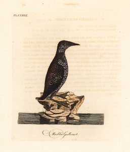 Márványos murrelet, Brachyramphus marmoratus. Veszélyeztetett. (Márványozott murrelet, Uria marmorata.) John Latham által rajzolt és metszett, kézzel festett rézlemez a madarak általános története című művéből, Winchester alkotó: John Latham