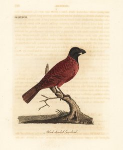 Piros-fekete csőr, Periporphyrus erythromelas. Majdnem megfenyegetve. (Black-headed grosbeak, Loxia erythromelas.) John Latham által rajzolt és metszett kézi színű rézkarc, a Winchesterben található A General History of Birds című művéből. alkotó: John Latham