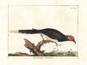 Vörös arcú malkoha, Phaenicophaeus pyrrhocephalus. Sebezhető. (Vörösfejű malkoha, Cuculus pyrrhocephalus.) John Latham által rajzolt és metszett kézi színű rézkarc a Winchesterben található A madarak általános története című művéből. alkotó: John Latham