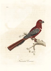 Vörösfejű trogon, Harpactes erythrocephalus (Fasciated curucui, Trogon fasciatus). Kézi színű rézlemez, amelyet John Latham rajzolt és metszett a madarak általános története című művéből, Winchester alkotó: John Latham