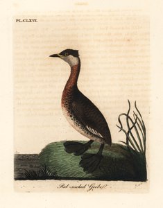 Vörösnyakú vöcsök, Podiceps grisegena (Podiceps rubricollis). Kézi színű rézlemez, amelyet John Latham rajzolt és metszett a madarak általános története című művéből, Winchester alkotó: John Latham