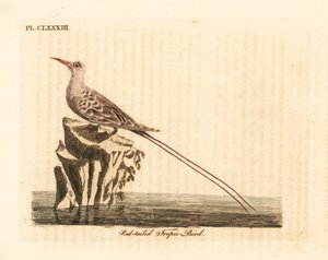 Vörösfarkú trópusi madár, Phaethon rubricauda (Phaeton phoenicurus). Kézi színű rézlemez, amelyet John Latham rajzolt és metszett a madarak általános története című művéből, Winchester