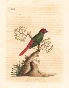 Vöröstorkú papagájpinty, Eritrea psittacea (Parrot pinty, Fringilla psittacea). Kézi színű rézlemez, amelyet John Latham rajzolt és vésett a madarak általános története című művéből, Winchester alkotó: John Latham