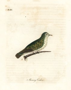 Ragyogó bronzkakukk, Chrysococcyx lucidus (Ragyogó kakukk, Cuculus lucidus). Kézi színű rézlemez, amelyet John Latham rajzolt és metszett a madarak általános története című művéből, Winchester alkotó: John Latham