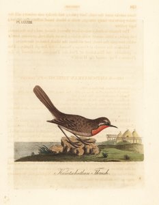 Szibériai rubitorok, Luscinia calliope (Kamschatkan rigó, Turdus calliope). Kézi színű rézlemez, amelyet John Latham rajzolt és metszett a madarak általános története című művéből, Winchester alkotó: John Latham