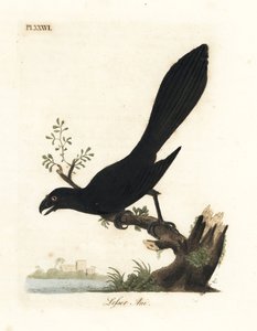 Simacsőrű ani vagy kisebb ani, Crotophaga ani. Kézi színű rézlemez, amelyet John Latham rajzolt és metszett a madarak általános története című művéből, Winchester alkotó: John Latham