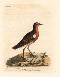 Tahiti homokrózsa, Prosobonia leucoptera. Kihalt. (Fehérszárnyú homokcsőr, Tringa leucoptera.) Kézi színű rézlemez, amelyet John Latham rajzolt és vésett a madarak általános története című művéből, Winchester alkotó: John Latham