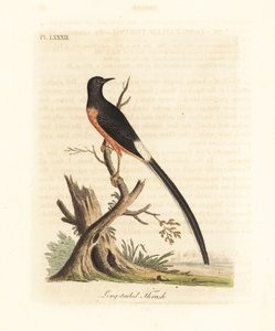 Fehér köcsög sáma, Copsychus malabaricus macrourus. (Hosszúfarkú rigóként, Turdus macrourus.) John Latham által rajzolt és vésett, kézzel festett rézlemez a madarak általános története című művéből, Winchester