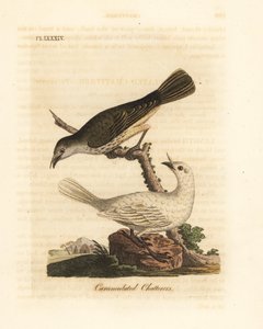 Fehér harangmadár, Procnias albus, hím és nőstény (Carunculated fecsegő, Ampelis carunculata). Kézi színű rézlemez, amelyet John Latham rajzolt és metszett a madarak általános története című művéből, Winchester
