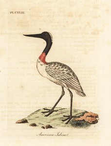 Faállomány, Mycteria americana (amerikai jabiru). Kézi színű rézlemez, amelyet John Latham rajzolt és vésett a madarak általános története című művéből, Winchester alkotó: John Latham