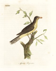 Sárgacsőrű ökörkopáncs, Buphagus africanus (afrikai marhaevő, Buphaga africana). Kézi színű rézlemez, amelyet John Latham rajzolt és vésett a madarak általános története című művéből, Winchester
