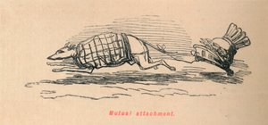 Kölcsönös kötődés, 1852 alkotó: John Leech