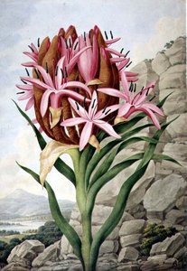 PD.757-1973 Lándzsás liliom (Doryanthes excellsa)