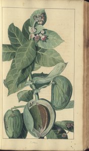Egy oldal a "Jamaica eleganciáiból"