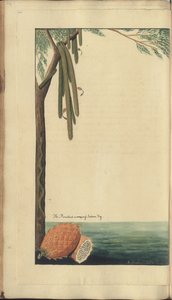 Egy oldal a "Jamaica eleganciáiból", 246