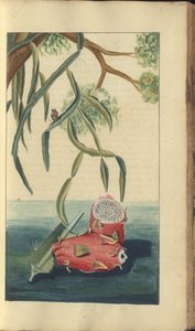 Egy oldal a „Jamaica eleganciáiból”, 249