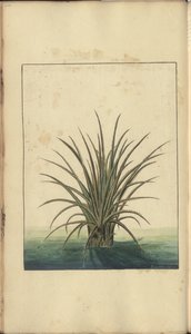 Egy oldal a „Jamaica eleganciáiból”, 326