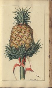 Egy oldal a "Jamaica eleganciáiból", 341 alkotó: John Lindsay
