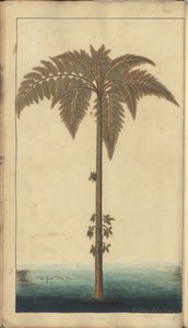 Egy oldal a „Jamaica eleganciáiból”, 394
