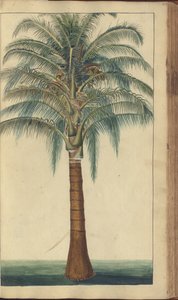 Egy oldal a "Jamaica eleganciáiból", 403 alkotó: John Lindsay