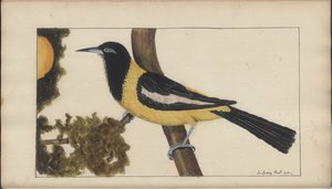 Egy oldal a „Jamaica eleganciája” V. kötetéből alkotó: John Lindsay
