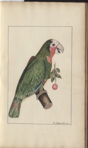 Egy oldal a „Jamaica eleganciája” V. kötetéből alkotó: John Lindsay