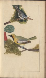 Egy oldal a „Jamaica eleganciája” V. kötetéből alkotó: John Lindsay