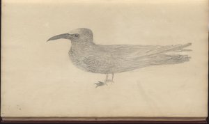 Egy oldal a „Jamaica eleganciáiból”, V. kötet, 3 alkotó: John Lindsay