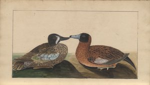 Egy oldal a „Jamaica eleganciáiból”, V. kötet, 4