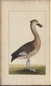 Egy oldal a „Jamaica eleganciáiból”, V. kötet, 5