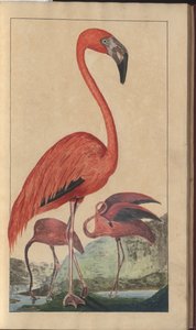 Egy oldal a „Jamaica eleganciáiból”, V. kötet, 6